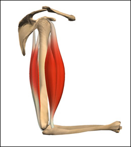 agonist antagonist muscle muscles learn biceps groups example opposing fh