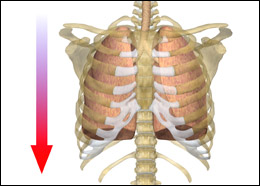 lungs breathing correct posture
